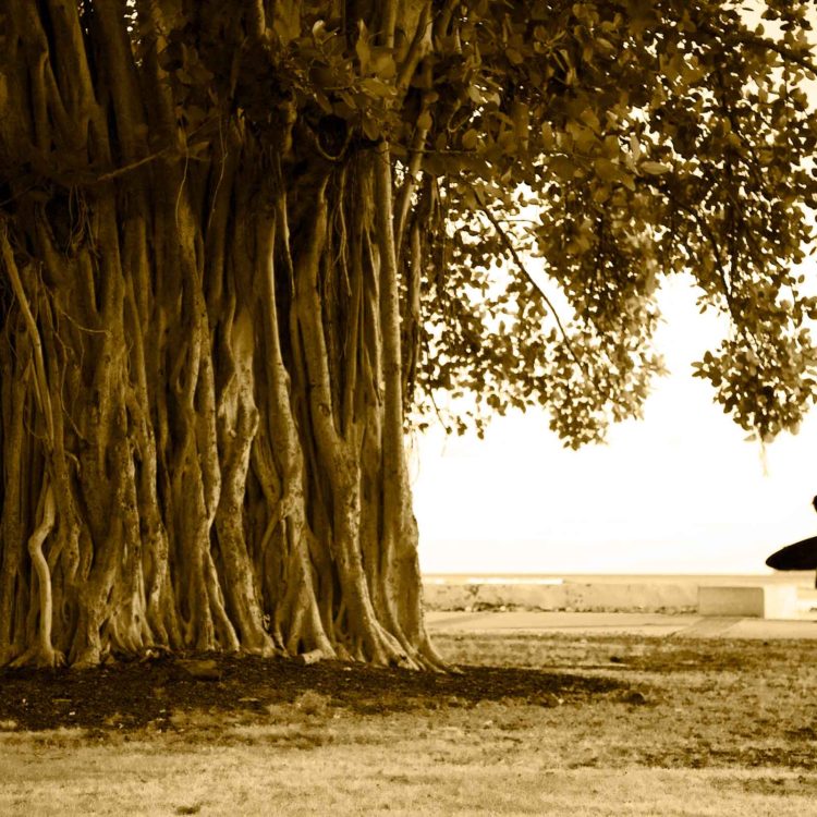 Banyan Surfer