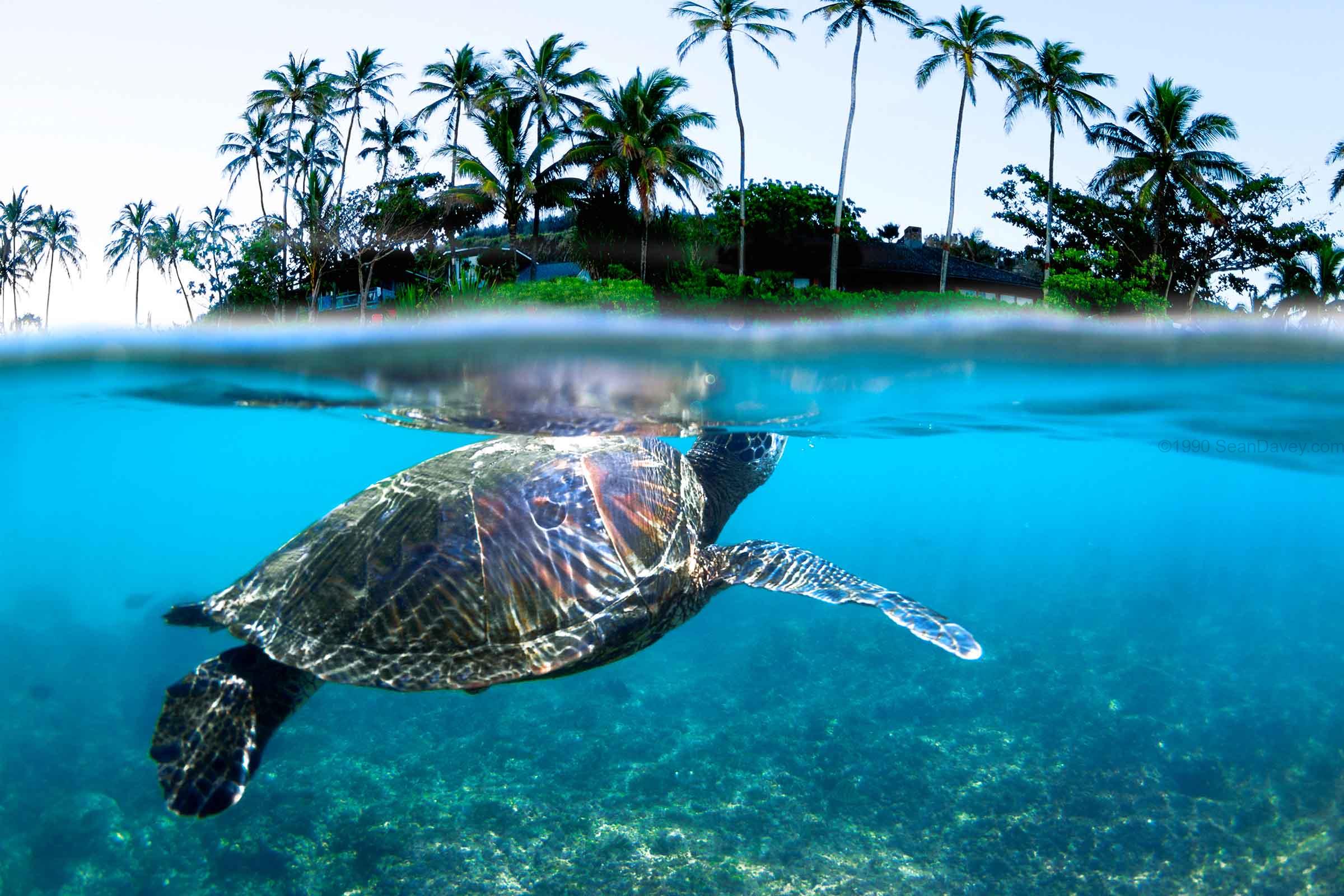 Beneath the Palms
