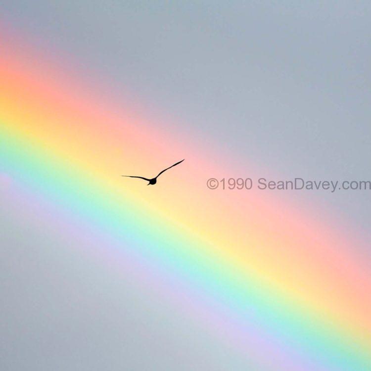 Bird Bow