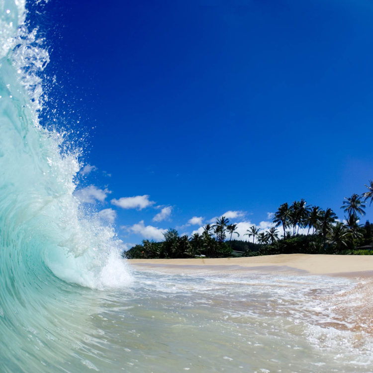 Blue Curl