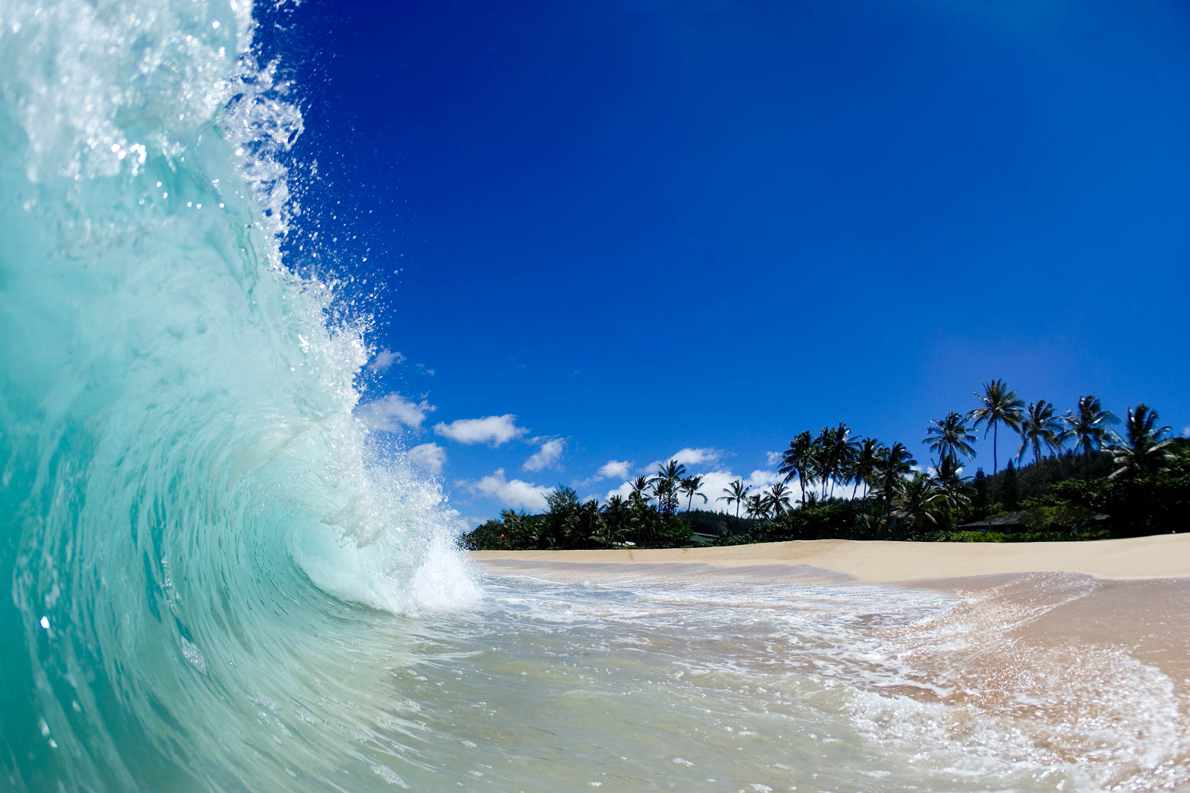 Blue Curl