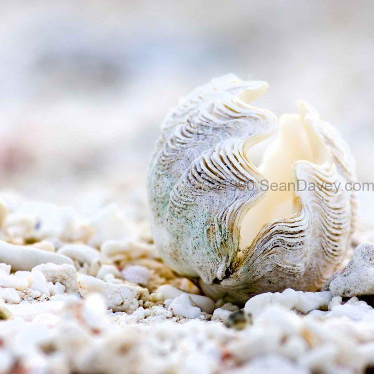 Clam Beach