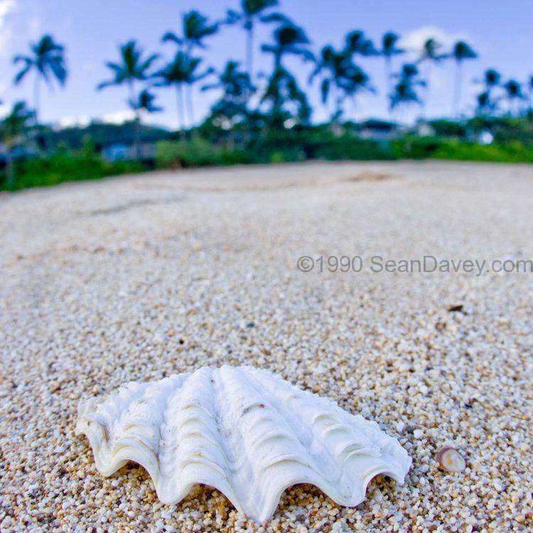 Clam and Palms