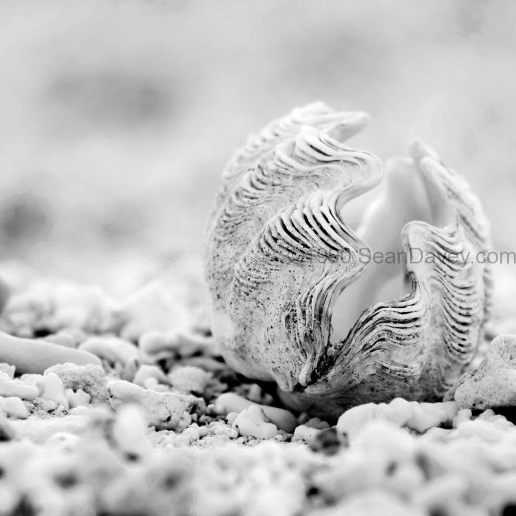 Beach Clam