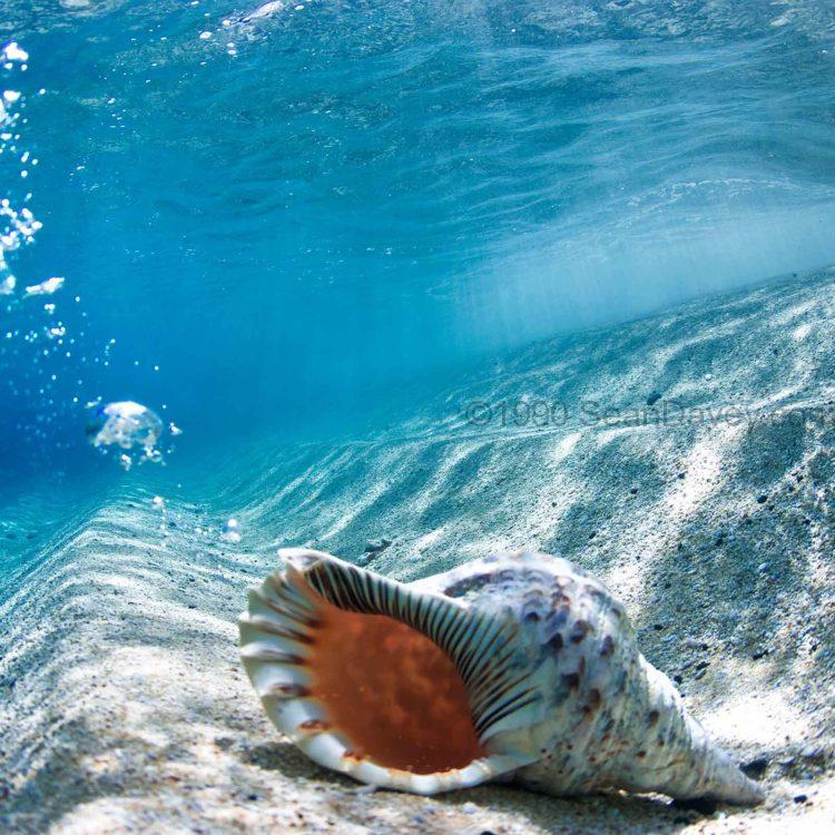 Conch Shell Bubbles