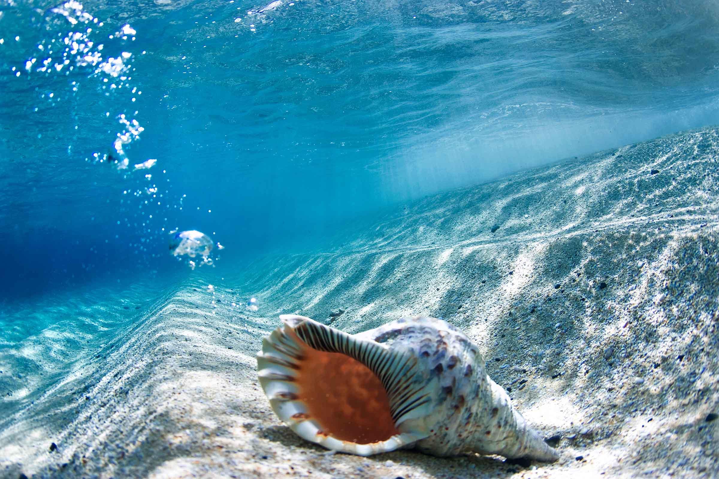Conch Shell Bubbles