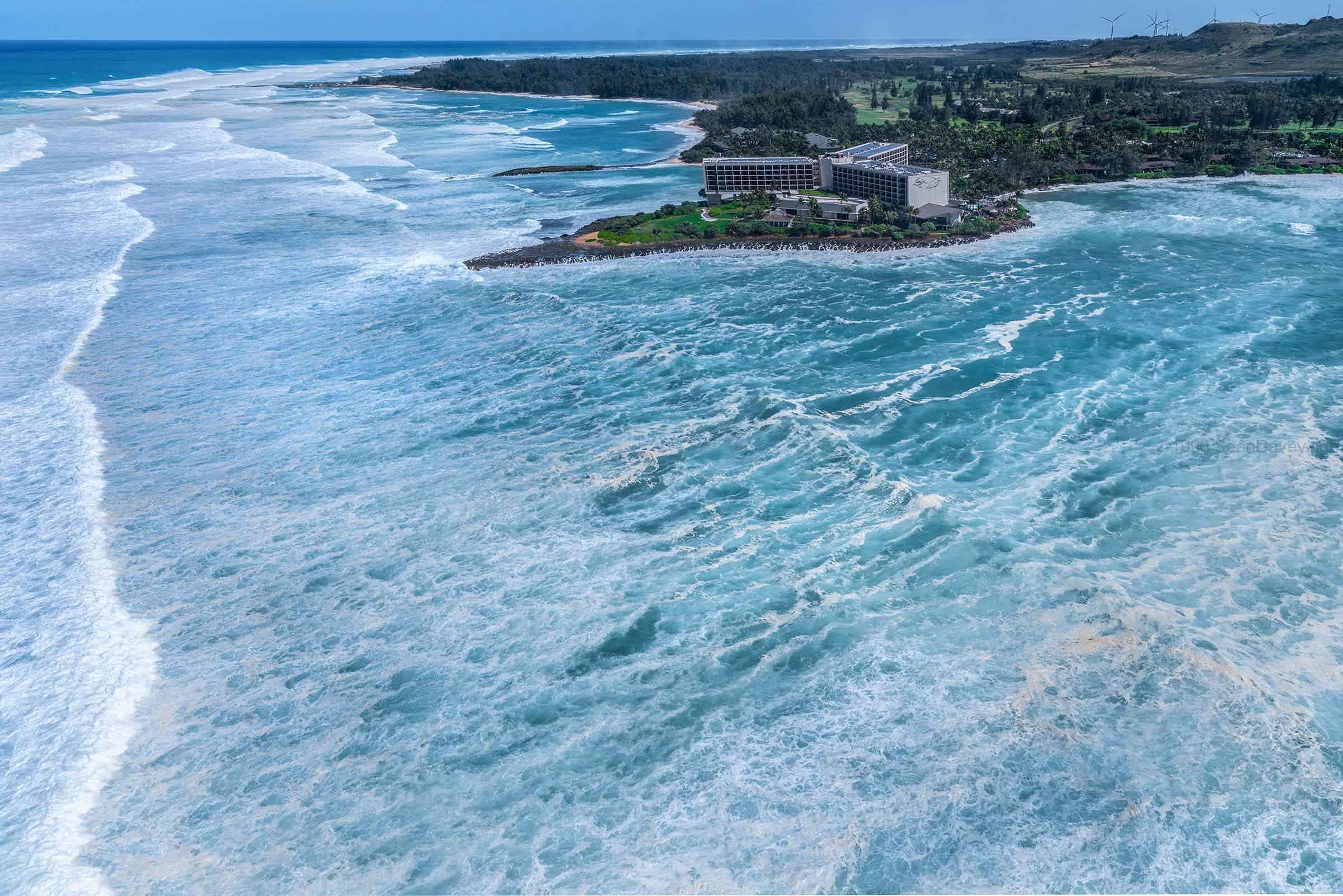 Condition Black Turtle Bay