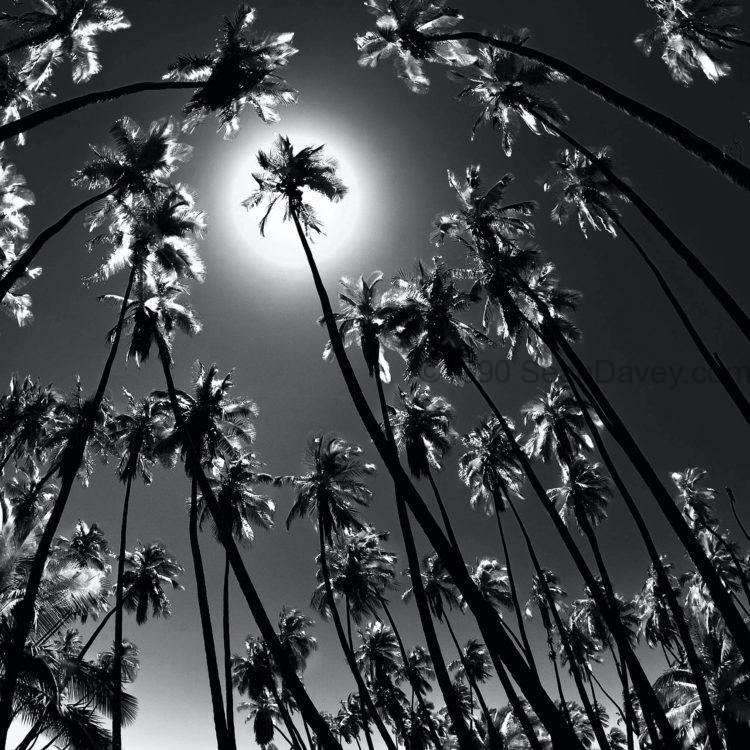 Mystical Palms