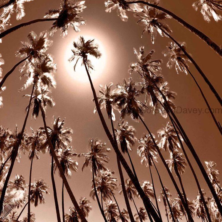Coppertone Palms
