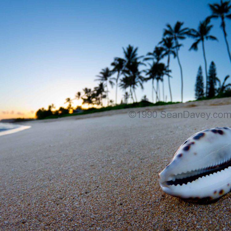 Cowrie Palms