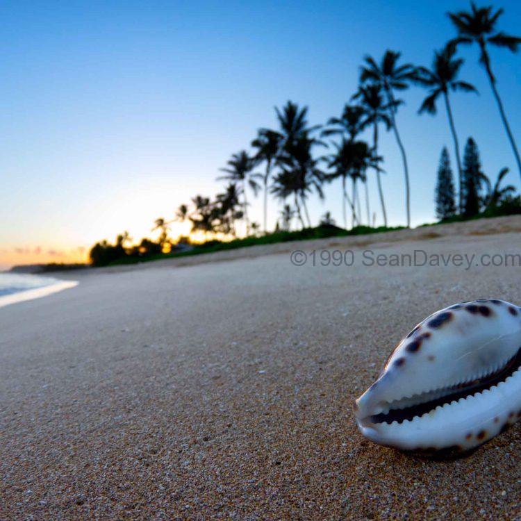 Cowrie Keiki