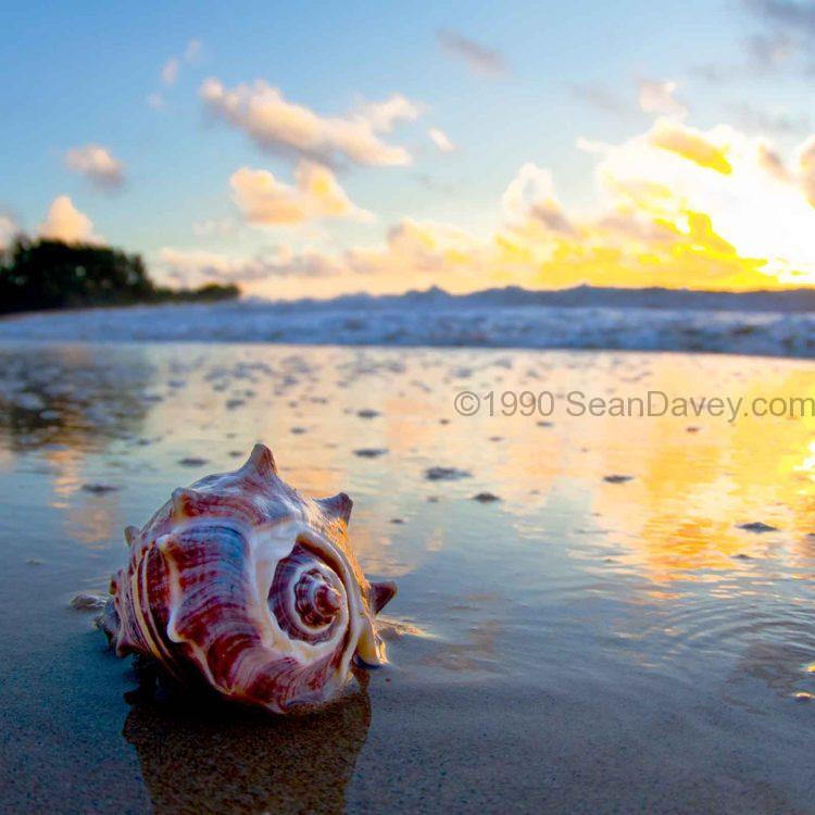 Crown Shell Sunrise