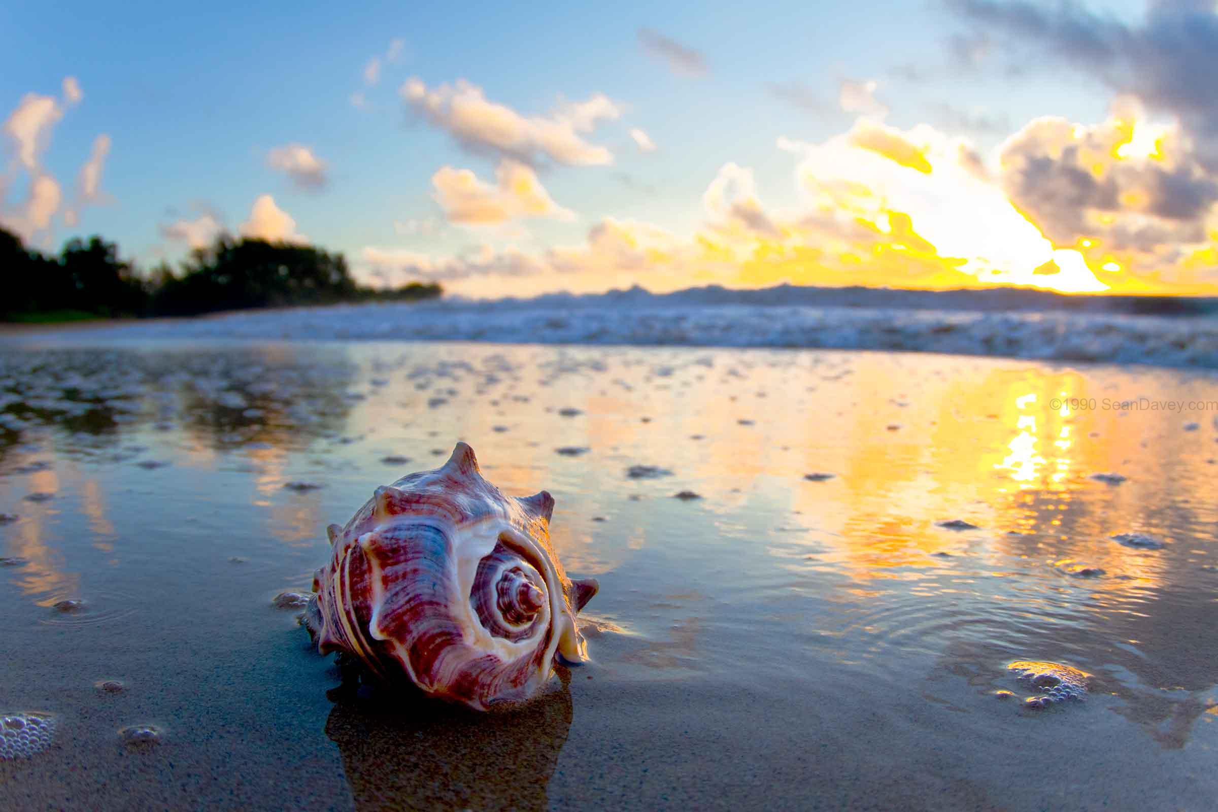 Crown Shell Sunrise