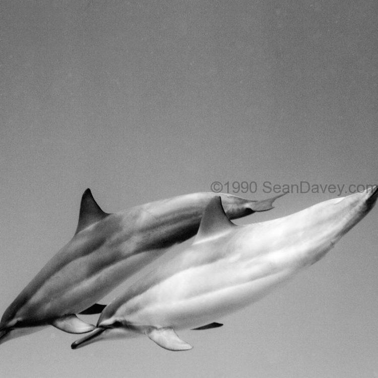 Dolphin Pair
