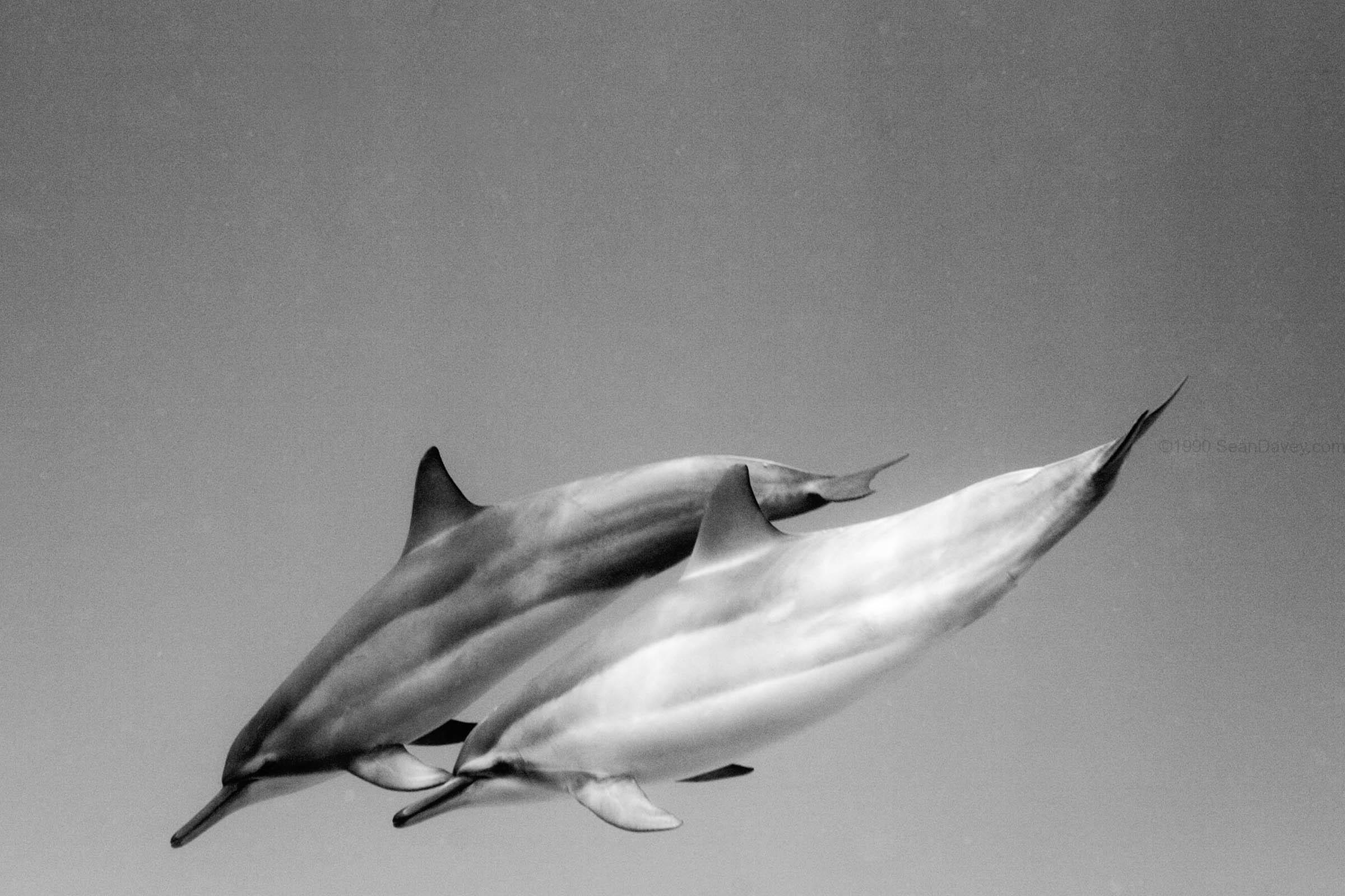 Dolphin Pair