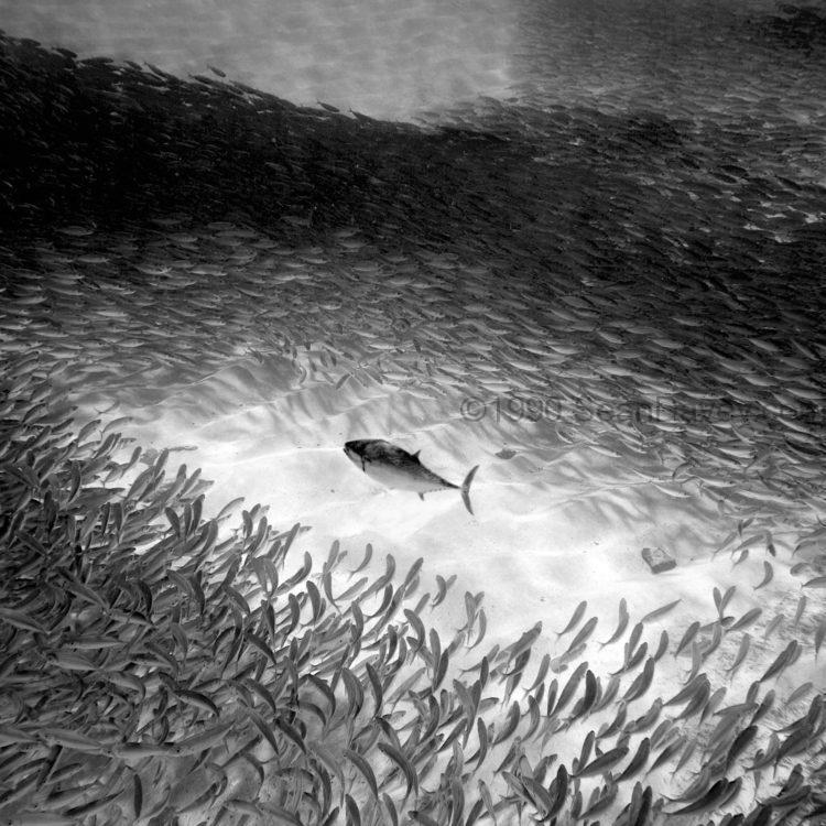 Fish Swirl