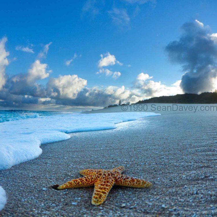 Foam Starfish Sunrise