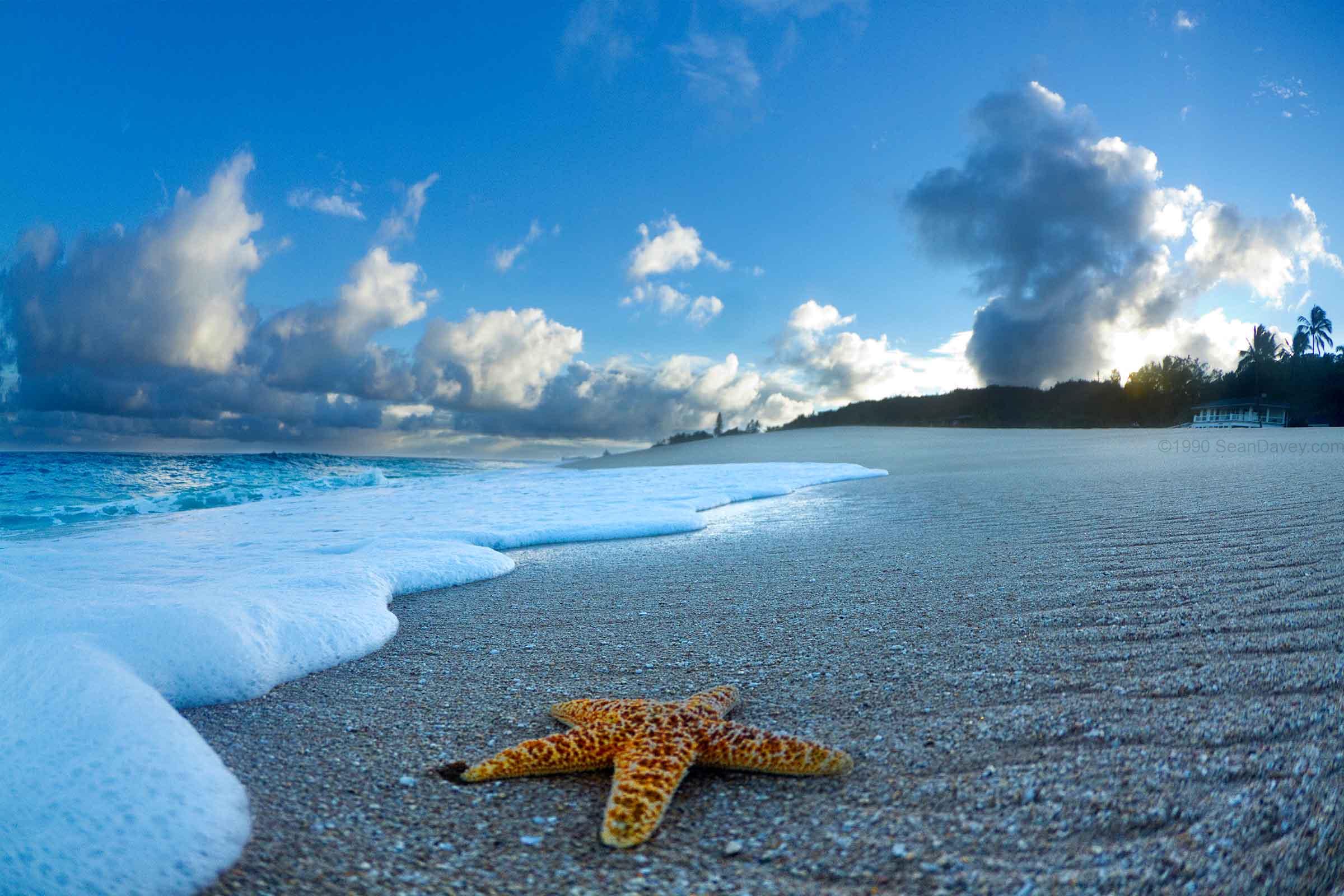 Foam Starfish Sunrise