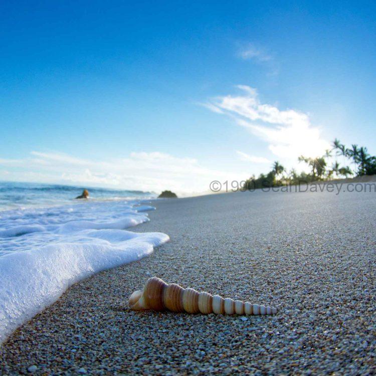 Foam and Twisty Shell