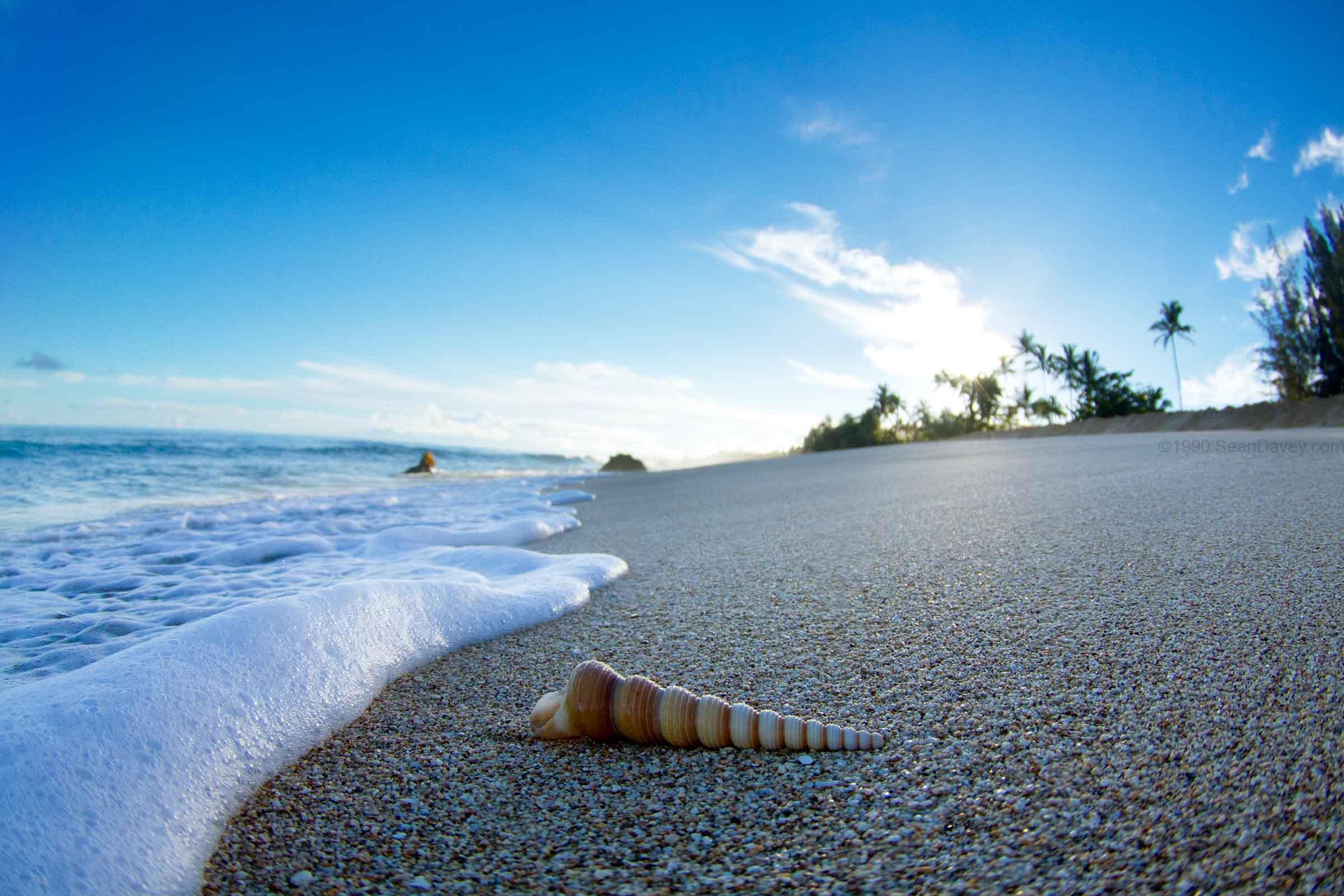 Foam and Twisty Shell