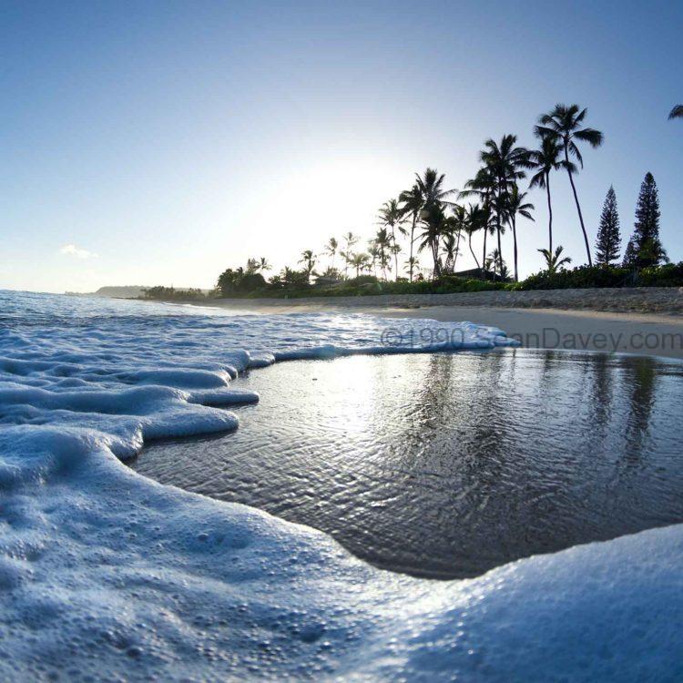 Foam N' Palms