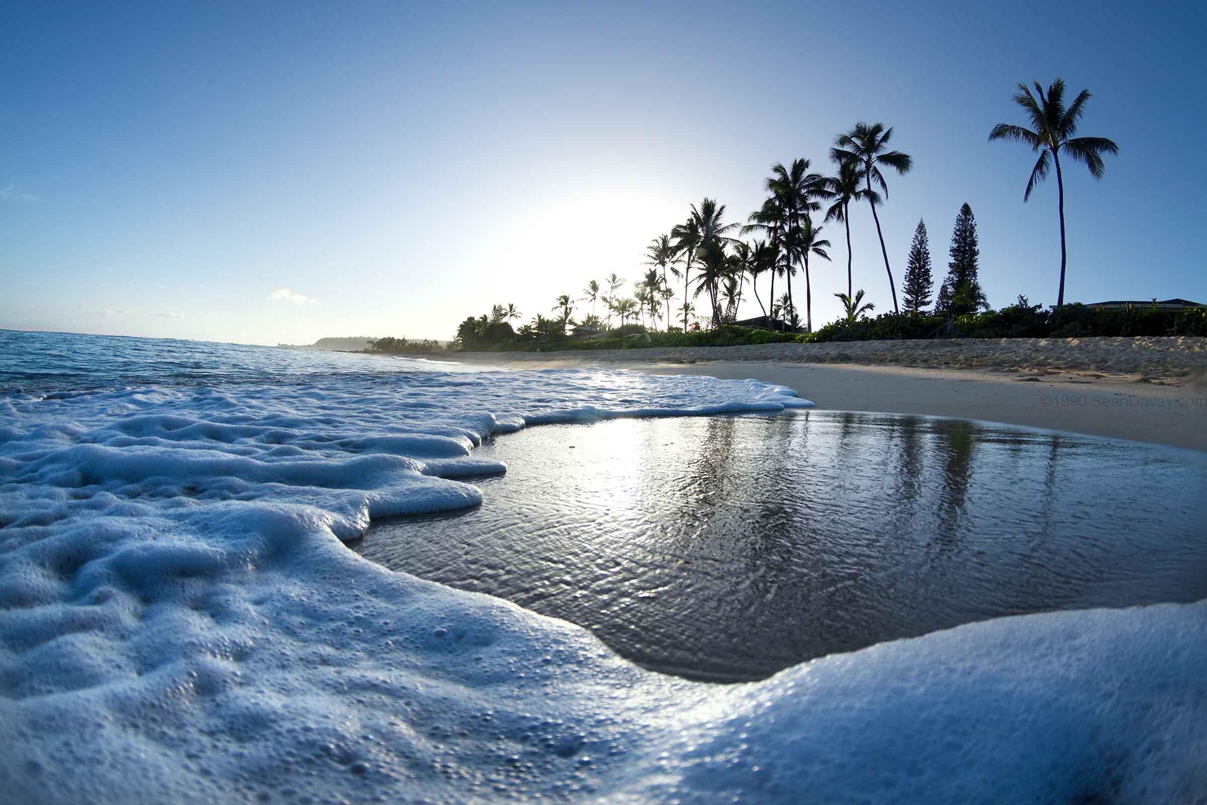 Foam N' Palms