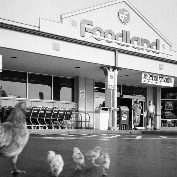Foodland Chicks