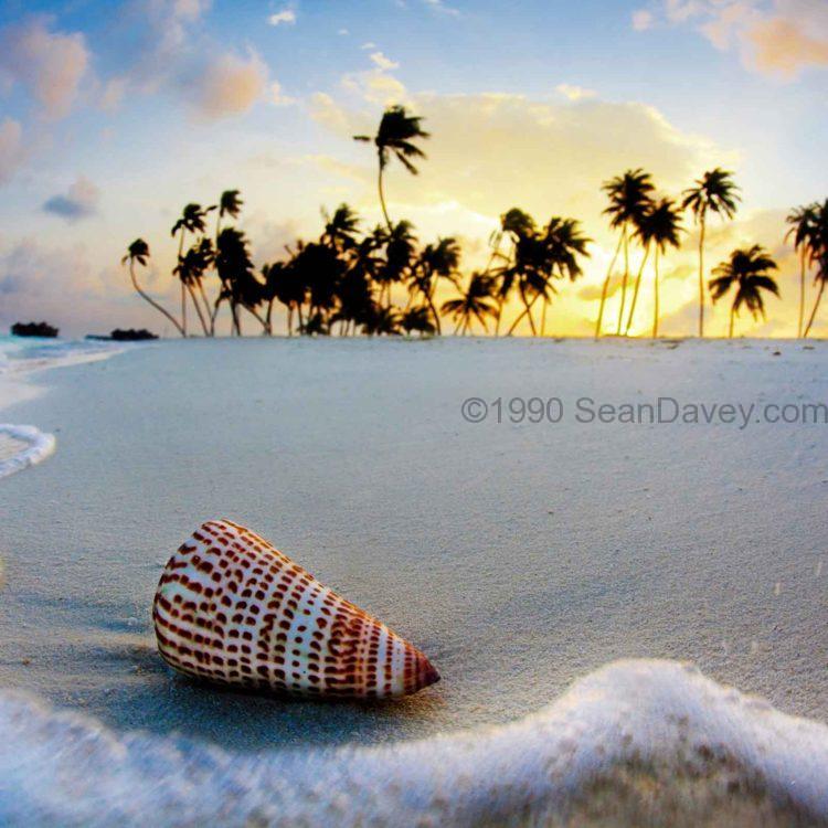 Gili Shell