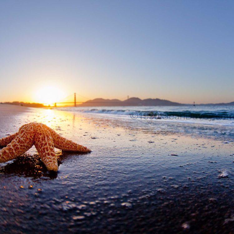 Golden Gate Starfish