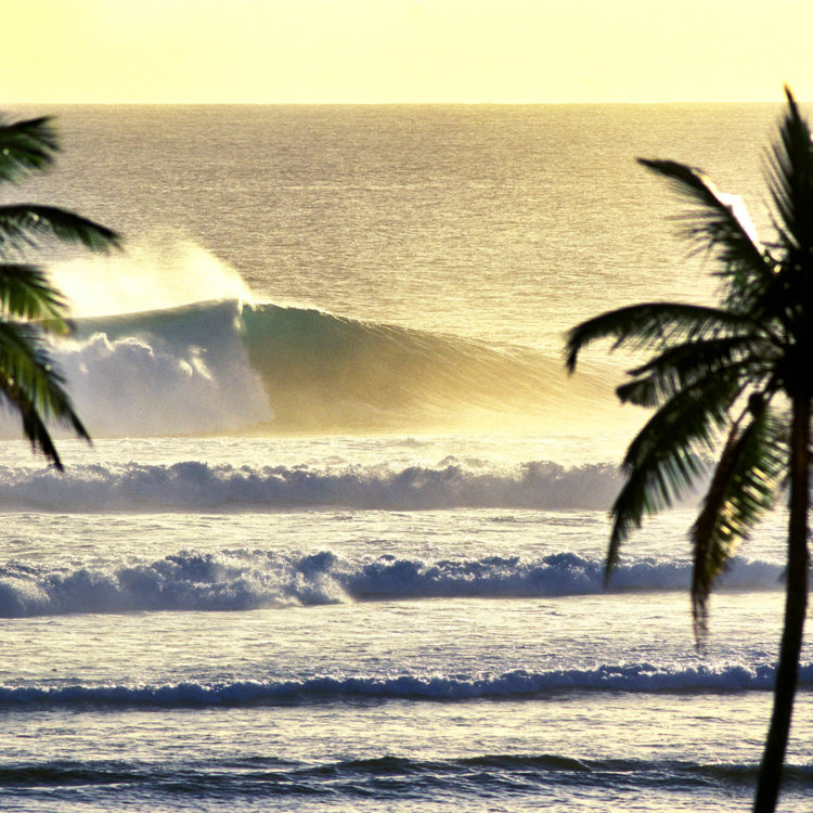 Golden Palms