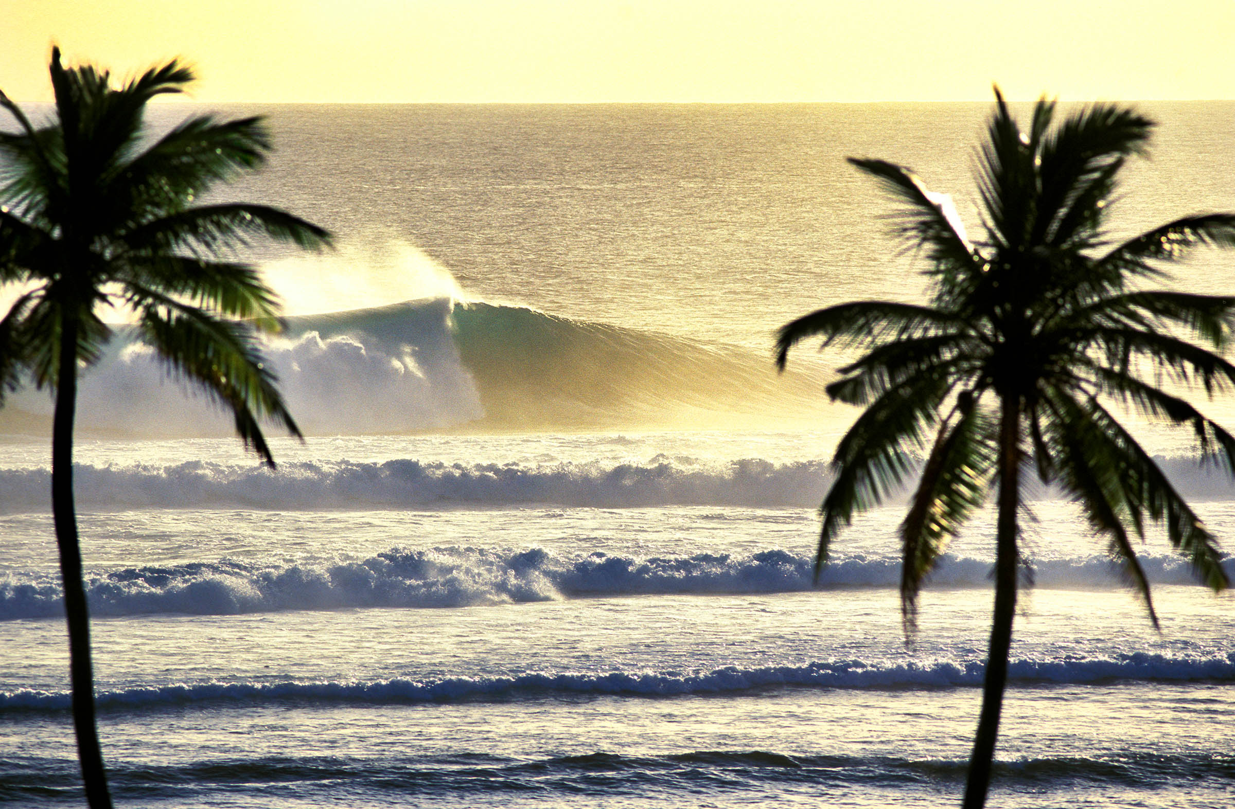 Golden Palms