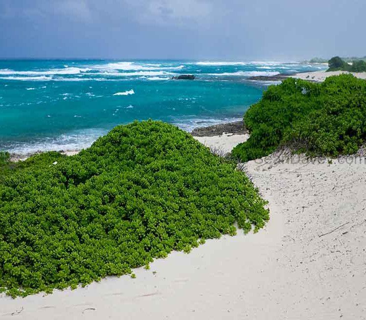 Kahuku Point