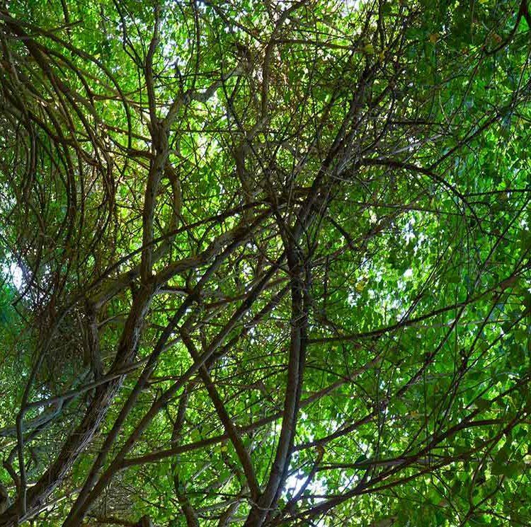 Kawela Canopy