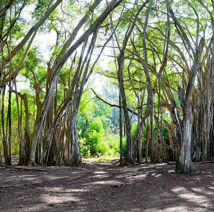 Kawela Trees