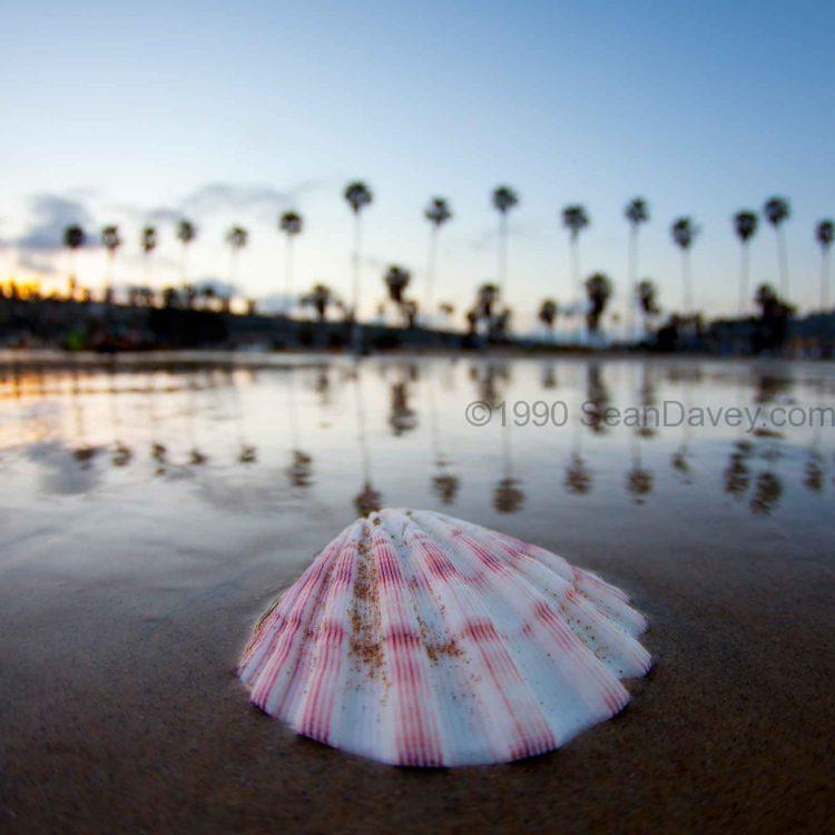 La Jolla Shore Shell