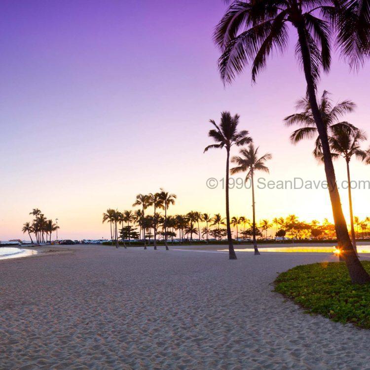 Palm Perfection