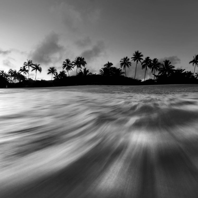 Palm Rush