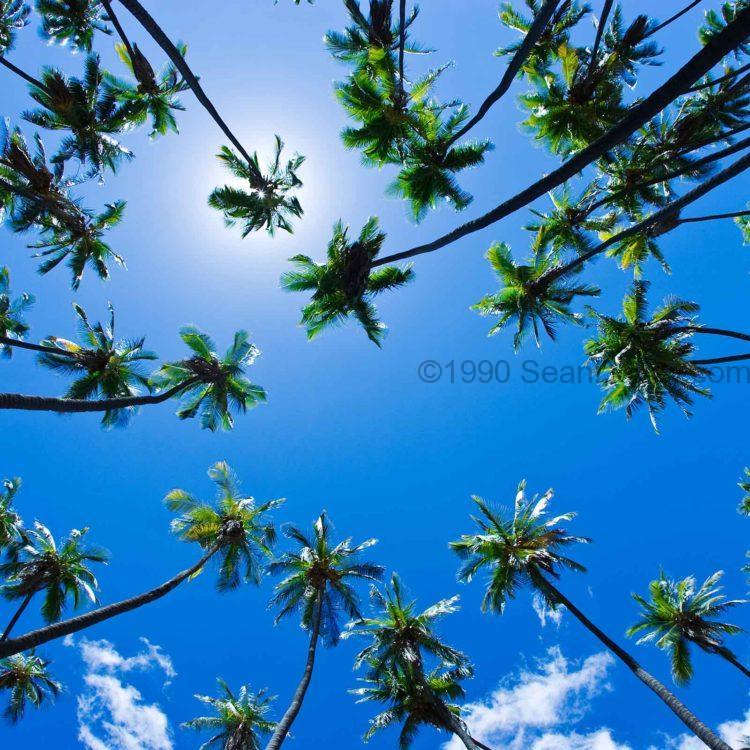 Palm Trees Overhead