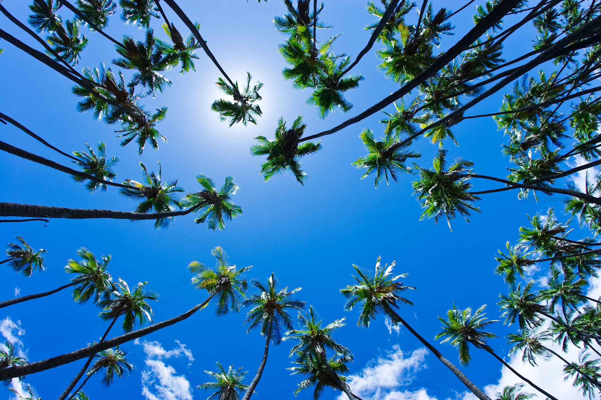 Palm Trees Overhead