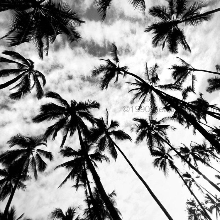 Palms Backdrop