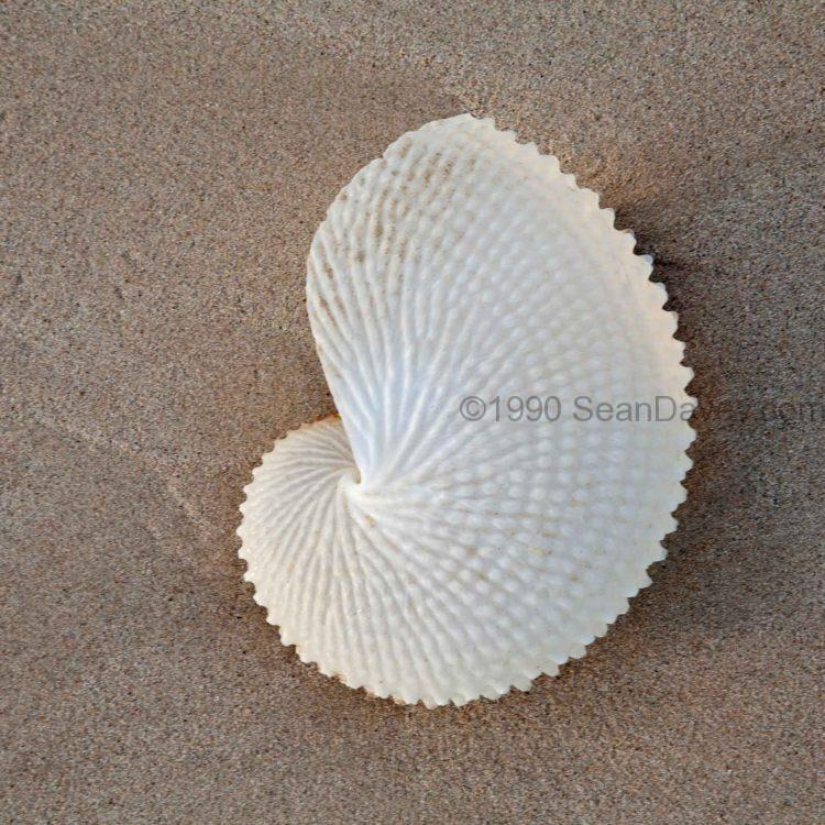 Paper Nautilus