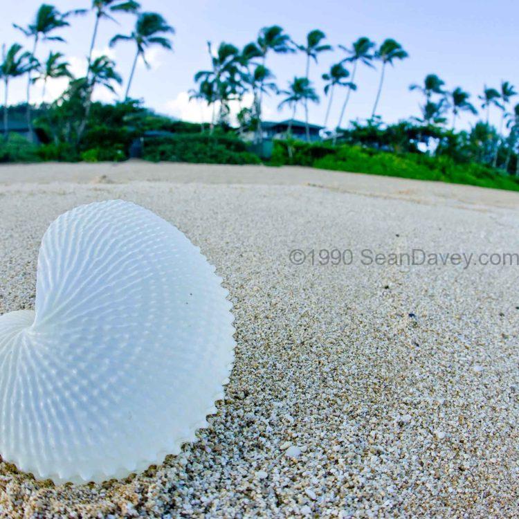 Paper Nautilus Palms