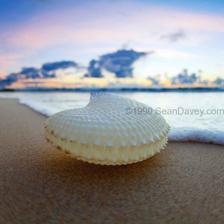 Paper Nautilus Shore