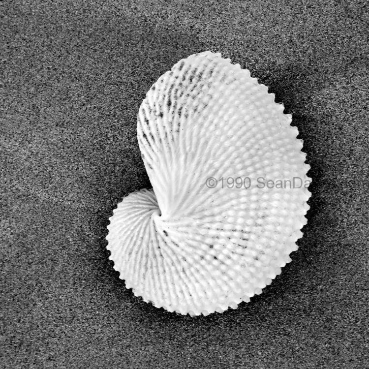 Paper Nautilus In The Sand