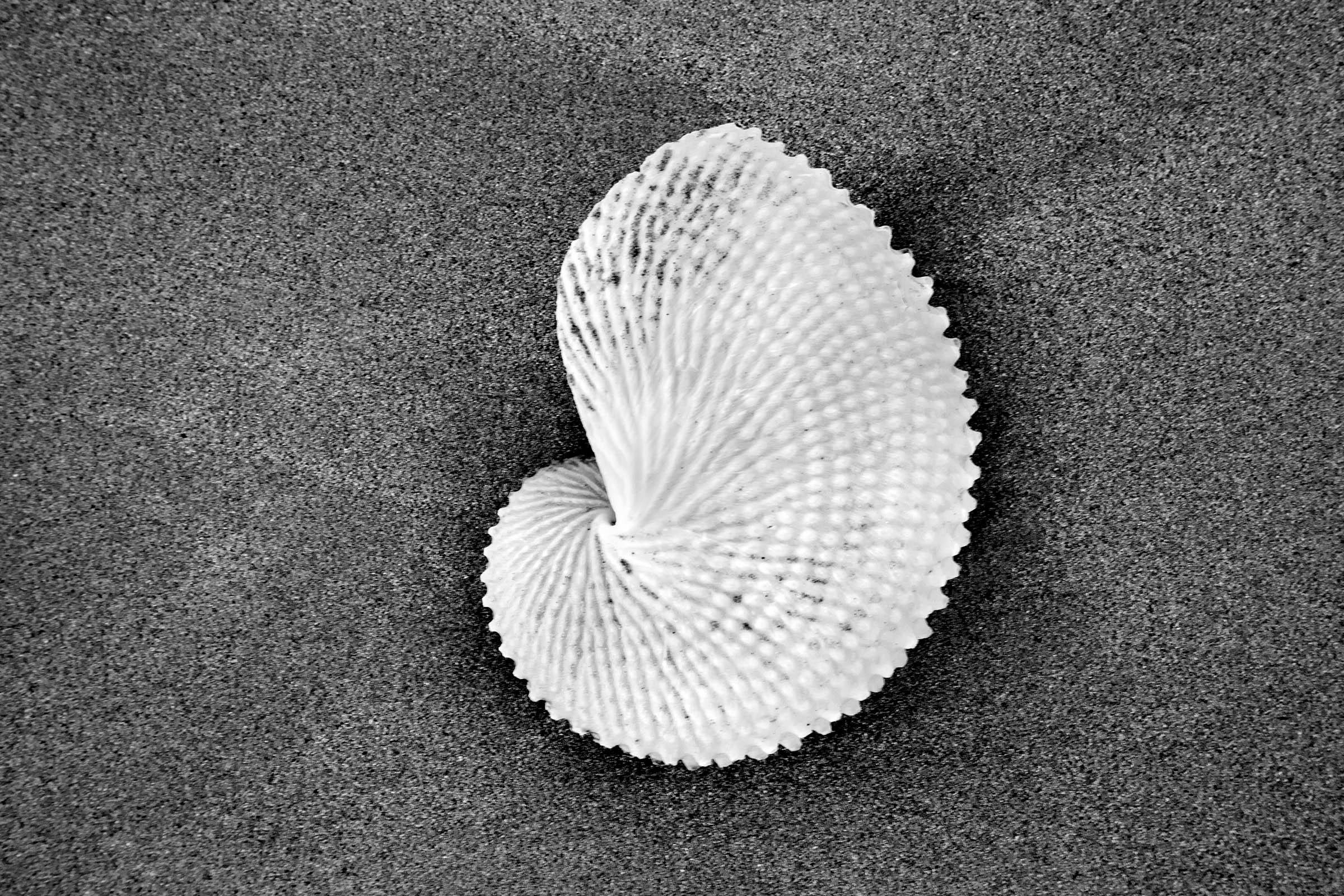Paper Nautilus In The Sand