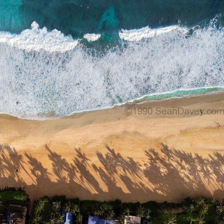 Pipeline Palms