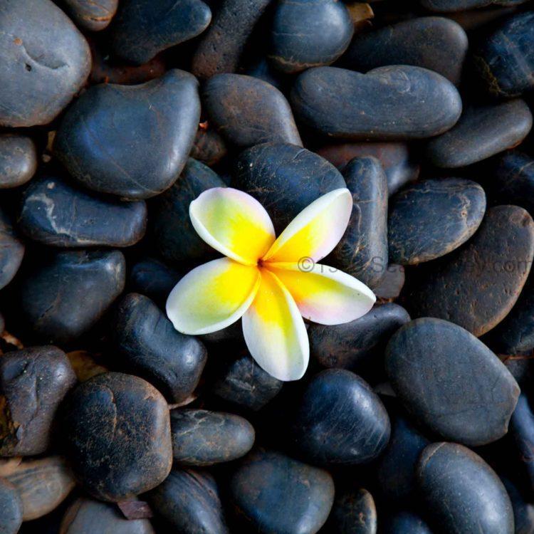 Plumeria Bubbles