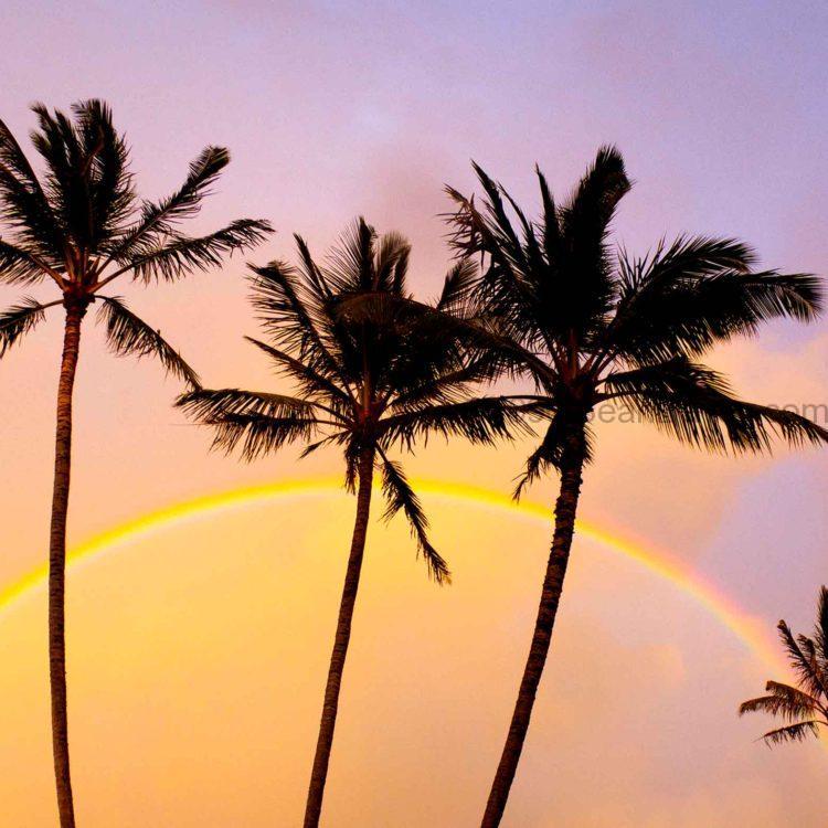 Rainbow Palms