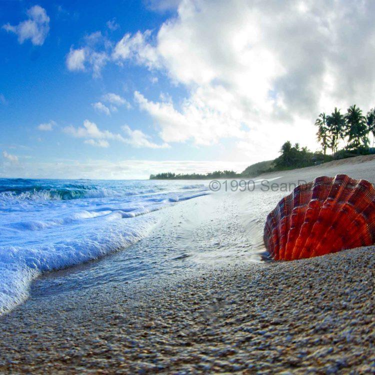 Red Shell Sunrise