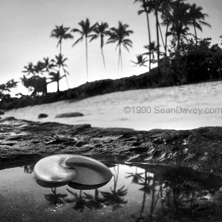 Seaside Treasure